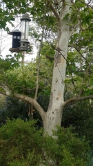 Haemorhous mexicanus