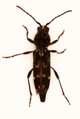 Chlorophorus capensis
