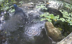 Hypothymis azurea oberholseri