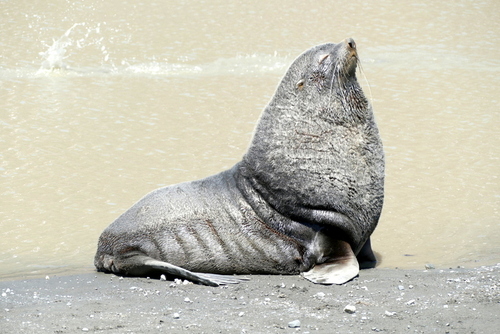 Arctocephalus gazella