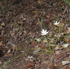 Ornithogalum woronowii