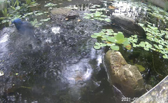 Hypothymis azurea oberholseri