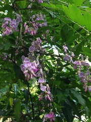 Millettia