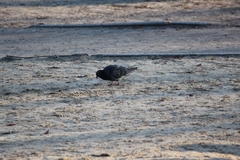 Columba livia domestica