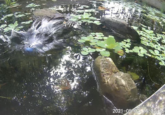 Hypothymis azurea oberholseri