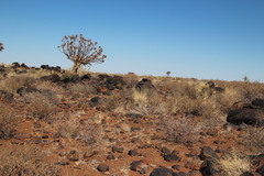 Aloidendron dichotomum image