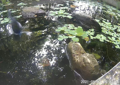 Hypothymis azurea oberholseri