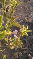 Pitraea cuneato-ovata