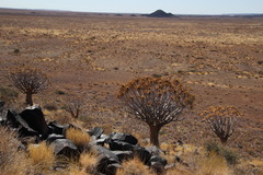 Aloidendron dichotomum image