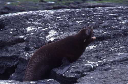 Arctocephalus galapagoensis