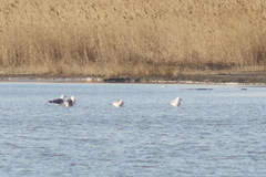 Larus fuscus barabensis