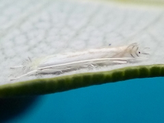 Stegommata sulfuratella