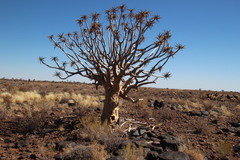 Aloidendron dichotomum image