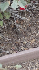 Sceloporus occidentalis
