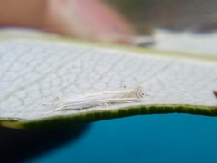 Stegommata sulfuratella