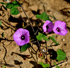 Ipomoea