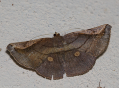 Sphacelodes quadrilineata