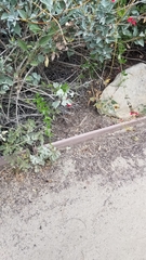 Sceloporus occidentalis