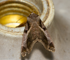 Calyptis idonea
