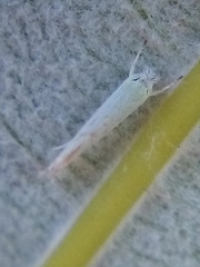 Stegommata sulfuratella