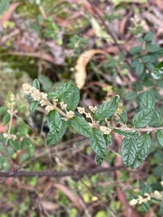 Pomaderris racemosa
