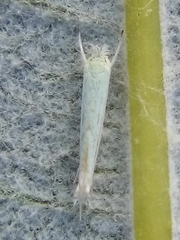 Stegommata sulfuratella