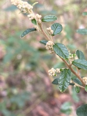 Pomaderris racemosa