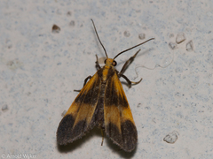 Lycomorphodes