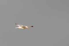 Larus fuscus barabensis
