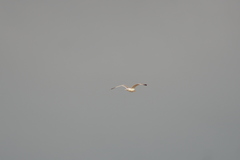 Larus fuscus barabensis
