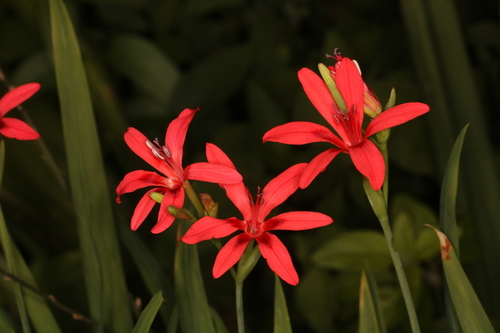 Freesia grandiflora
