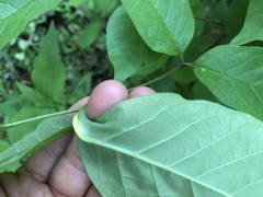 Puccinia sparganioidis
