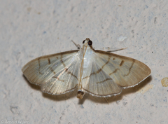 Eulepte