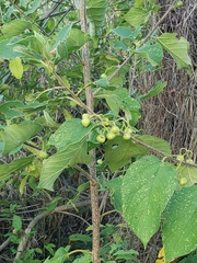 Colubrina yucatanensis