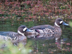 Speculanas specularis