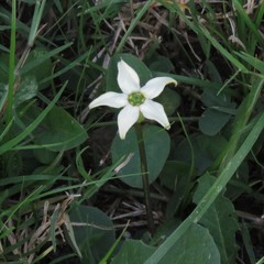 Jaborosa integrifolia