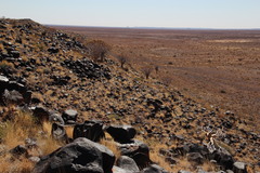 Aloidendron dichotomum image