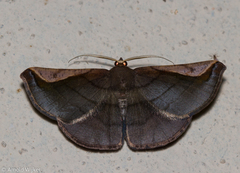 Sphacelodes quadrilineata