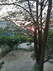 Tabebuia rosea