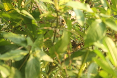 Synallaxis erythrothorax