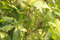 Synallaxis erythrothorax