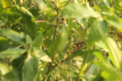 Synallaxis erythrothorax