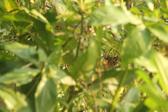 Synallaxis erythrothorax