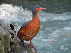 Merganetta armata armata