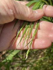 Melica subulata