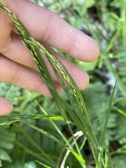 Melica subulata