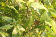 Synallaxis erythrothorax