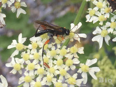 Phaenolobus terebrator