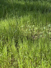 Melica subulata