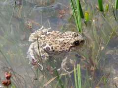 Pleurodema bufoninum